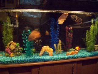My Tank Larry with some of my other fish including a few other oscar species